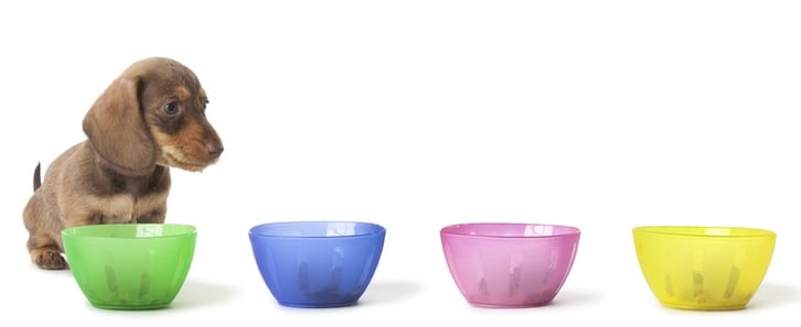 dog_and_bowls